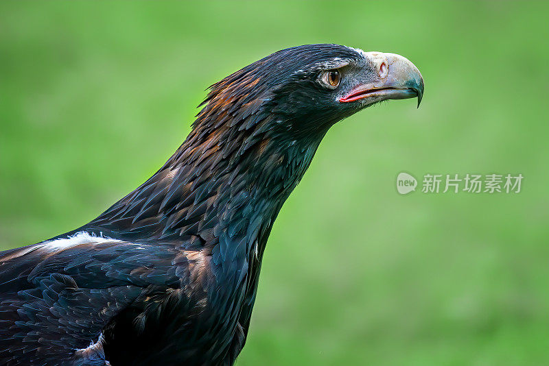 楔形尾鹰(Aquila audax)近